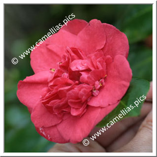 Camellia Japonica 'Gertrude Jekyll'