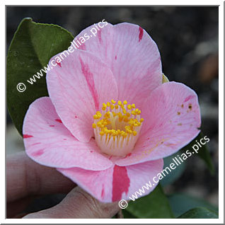 Camellia Japonica 'Ghislaine'