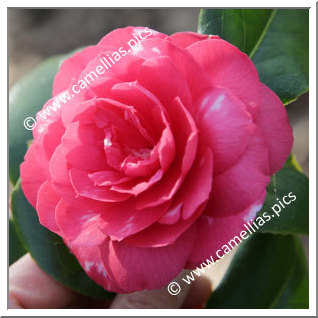 Camellia Japonica 'Giardino Santarelli'