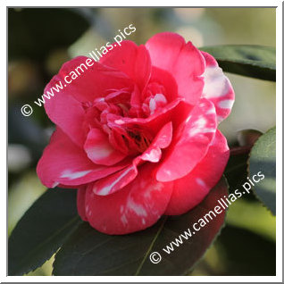 Camellia Japonica 'Gigantea'
