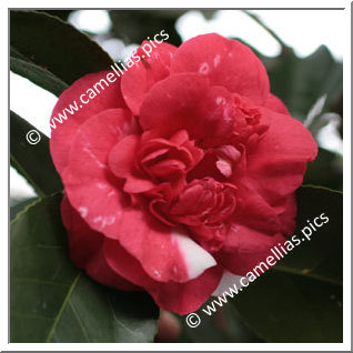 Camellia Japonica 'Gigantea'