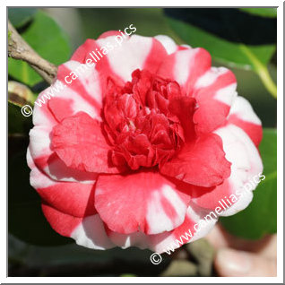 Camellia Japonica 'Gilesii'