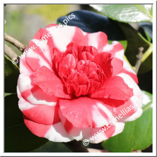 Camellia Japonica 'Gilesii'