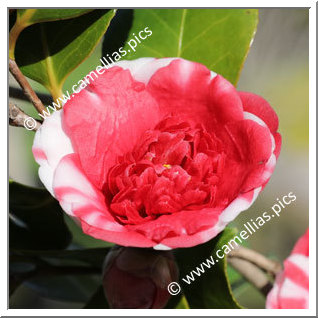 Camellia Japonica 'Gilesii'