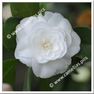 Camellia Japonica 'Giliola Birelli'