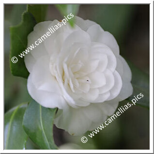 Camellia Japonica 'Giliola Birelli'