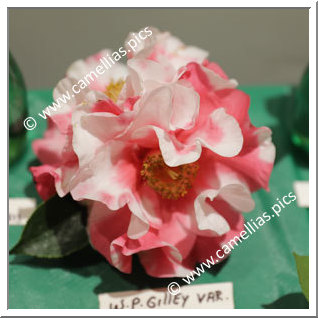 Camellia Reticulata 'W.P. Gilley Variegated'