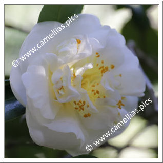 Camellia Japonica 'Gilley's White'