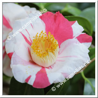 Camellia Higo Camellias 'Ginga'