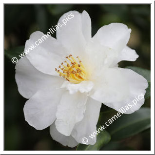 Camellia Sasanqua 'Ginryû'