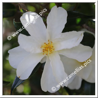 Camellia Sasanqua 'Ginryû'