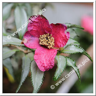 Camellia Japonica 'Gin'yô-tsubaki'