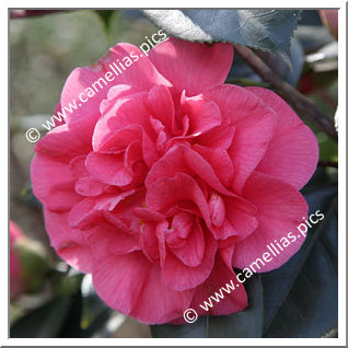 Camellia Japonica 'Giovanna Barbara'