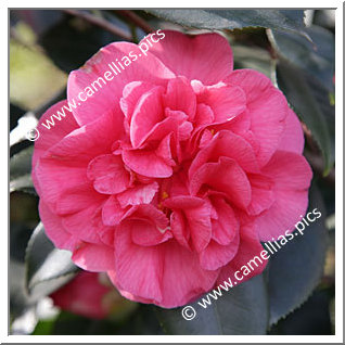 Camellia Japonica 'Giovanna Barbara'