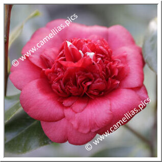 Camellia Japonica 'Giulia Philipson'