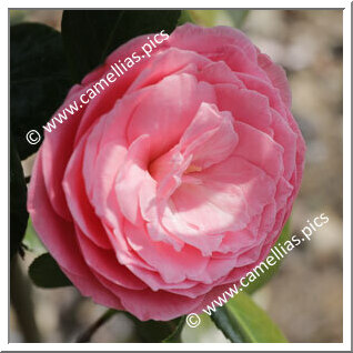 Camellia Japonica 'Giuseppe Magnani'