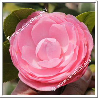 Camellia Japonica 'Giuseppe Magnani'