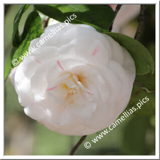 Camellia Japonica 'Giuseppina Mercatelli'