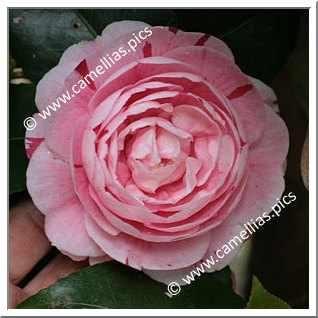 Camellia Japonica 'Giuseppina Savoldi'