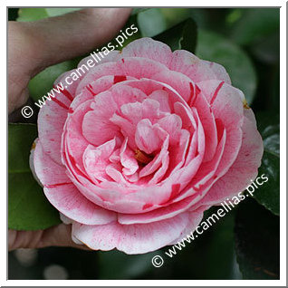 Camellia Japonica 'Giuseppina Savoldi'
