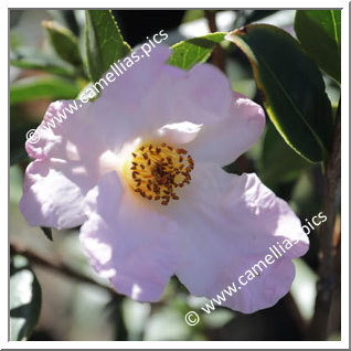 Camellia Botanique 'C. glabsipetala'