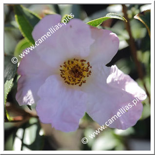 Camellia Botanique 'C. glabsipetala'