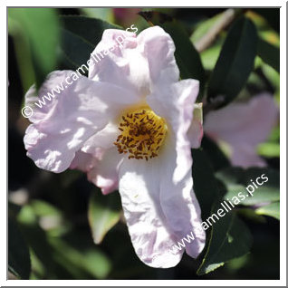 Camellia Species 'C. glabsipetala'