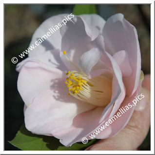 Camellia Japonica 'Gladys Wannamaker'