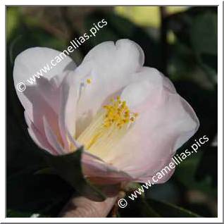 Camellia Japonica 'Gladys Wannamaker'