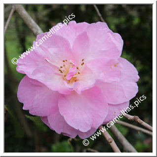 Camellia Hybrid C.x williamsii 'Glenn's Orbit'