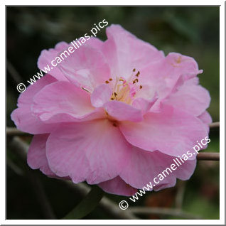 Camellia Hybrid C.x williamsii 'Glenn's Orbit'