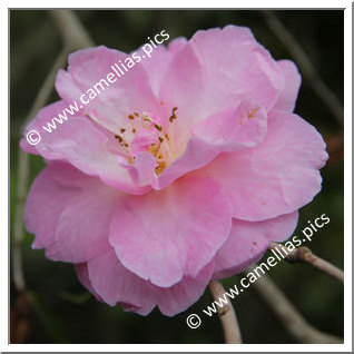 Camellia Hybrid C.x williamsii 'Glenn's Orbit'