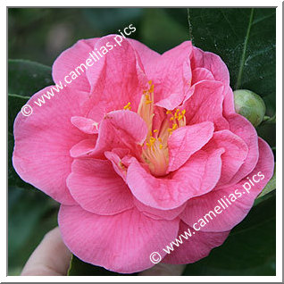 'Gloire de Nantes'
