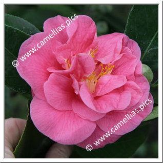 Camellia Japonica 'Gloire de Nantes'