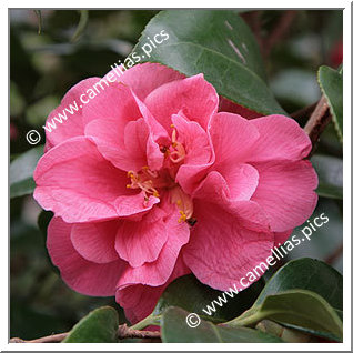 Camellia Japonica 'Gloire de Nantes'