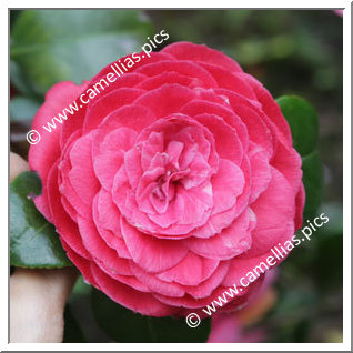 Camellia Japonica 'Gloria delle Isole Borromée'