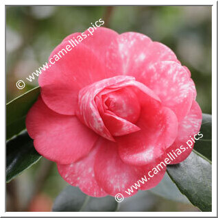 Camellia Japonica 'Gloria del Verbano'