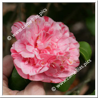 Camellia Japonica 'Gloria di Roma'