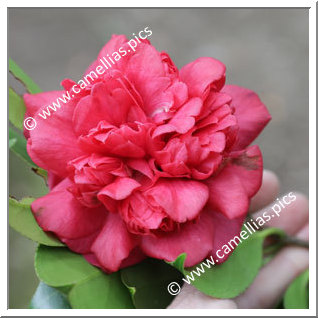Camellia Japonica 'Gloria Belgica Nova'