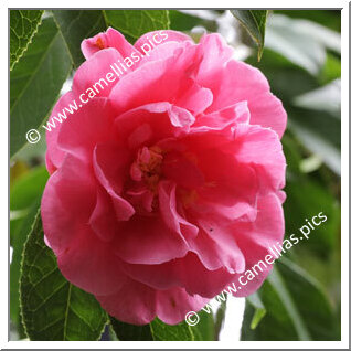 Camellia Reticulata 'Glorious Gift'