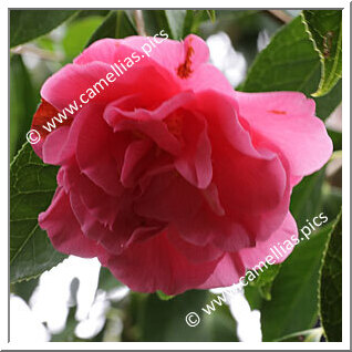 Camellia Reticulata 'Glorious Gift'