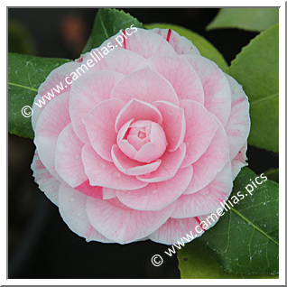 Camellia Japonica 'Goffredo Odero'