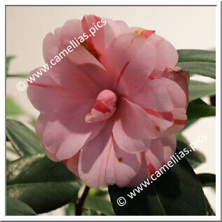 Camellia C. rusticana 'Gokayama-shibori'