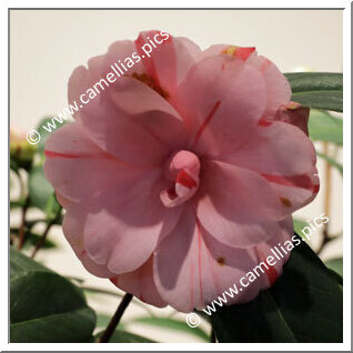 Camellia C. rusticana 'Gokayama-shibori'