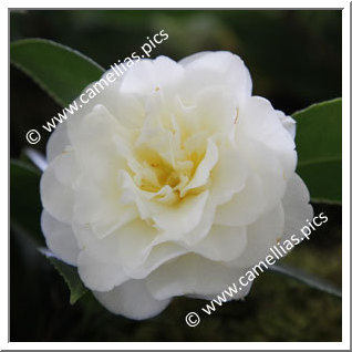 Camellia Hybrid C.x williamsii 'Golden Fleece'