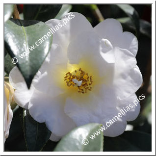 Camellia Hybrid 'Golden Glow'