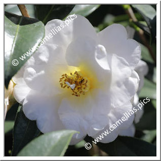 Camellia Hybrid 'Golden Glow'