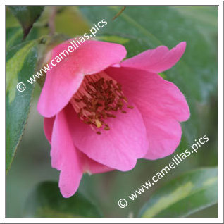Camellia Hybrid C.x williamsii 'Golden Spangles'