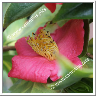 Camellia Japonica 'Golden Wedding'