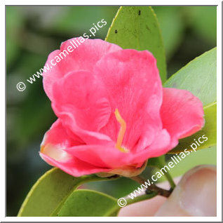 Camellia Japonica 'Gomangoku'